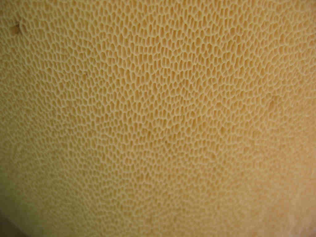 I Funghi primaverili: Polyporus squamosus